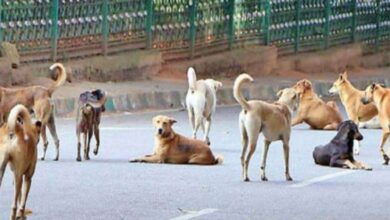 Photo of लखनऊ : आवारा कुत्तों के हमलों से लोग नाराज, निकाय चुनाव का किया बहिष्कार