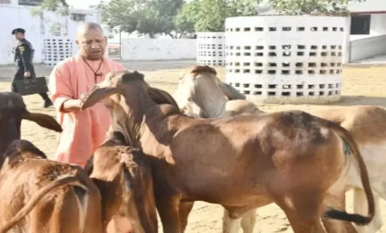 गोरखनाथ मंदिर की गोशाला में मुख्यमंत्री योगी ने की गोसेवा