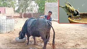 Kanpur- Animal farmers should save animals from the poison present in green fodder due to scorching heat.