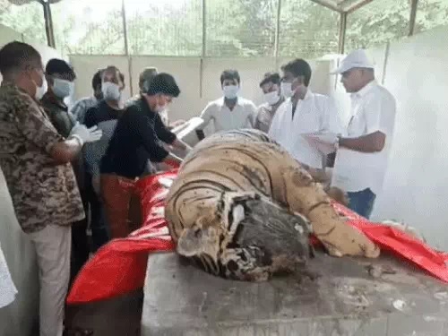 Rajasthan: Tiger lost its life in territorial fight in Ranthambore, deep wound marks on the body