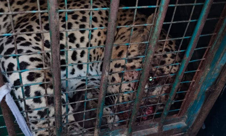 Udaipur: Fear of man-eating leopard ends, two leopards come in the cage