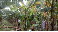 Lucknow News: Good news for banana producing farmers of Uttar Pradesh