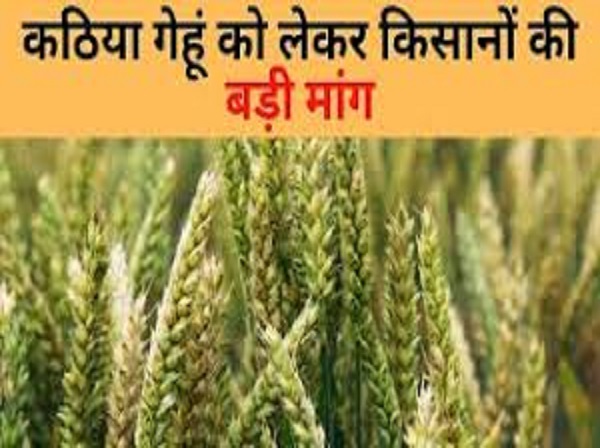 Jhansi News: Jhansi's FPO gets GI tag for Kathia wheat, 150 farmers preparing to produce Kathia