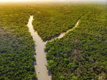 West Bengal: Sundarban's mangrove belt played an important role in reducing the impact of cyclone 'Dana'