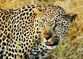 Uttarakhand: Panic due to sighting of leopard in broad daylight in Champawat's Patan Patni village