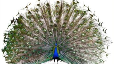 Haryana: Three national birds shot dead in Palwal