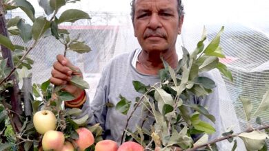 Himachal Pradesh: Hariman Sharma of Himachal Pradesh, who created history by growing apples in extreme heat, was awarded Padma Shri