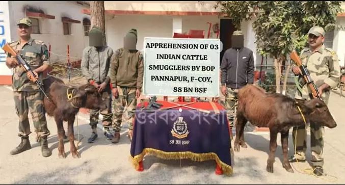 Kolkata: Attempt to smuggle cattle in BSF uniform, three arrested