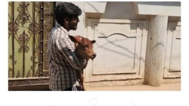 Prayagraj News: Preparations to slaughter cows before Bakrid in Prayagraj, Naini police caught 7 people in the raid, rescued cows and buffaloes and calves