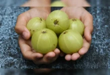 Amla is a boon for health: How many Amla should be eaten in a day? You will get rid of many health related problems