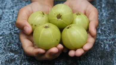 Amla is a boon for health: How many Amla should be eaten in a day? You will get rid of many health related problems