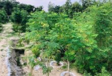 Barabanki news: The hard work of the Block Development Officer brought results and the picture of the barren land changed