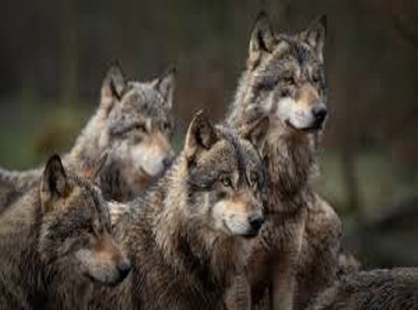 UP News: Elderly couple dies tragically due to wolf attack in Bahraich, villagers outraged