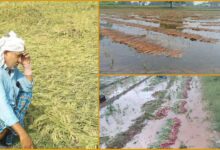 UP Rain crop News