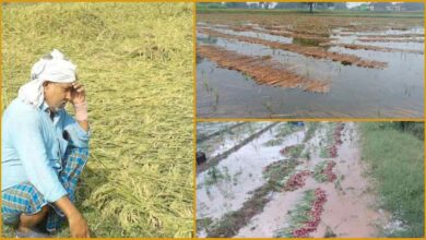 UP Rain crop News