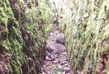 Siliguri news: Leopard's carcass found in tea garden, panic in the area