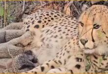 चीता पुनरुत्पादन, प्रोजेक्ट चीता, कूनो राष्ट्रीय उद्यान, मादा चीता मुखी, भारत में चीता जन्म, वन्यजीव संरक्षण, भूपेंद्र यादव, मोहन यादव, मध्य प्रदेश, चीता शावक, कूनो पार्क खबर, Namibia cheetah India