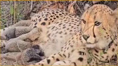 चीता पुनरुत्पादन, प्रोजेक्ट चीता, कूनो राष्ट्रीय उद्यान, मादा चीता मुखी, भारत में चीता जन्म, वन्यजीव संरक्षण, भूपेंद्र यादव, मोहन यादव, मध्य प्रदेश, चीता शावक, कूनो पार्क खबर, Namibia cheetah India