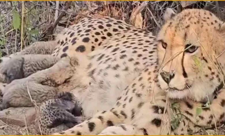 चीता पुनरुत्पादन, प्रोजेक्ट चीता, कूनो राष्ट्रीय उद्यान, मादा चीता मुखी, भारत में चीता जन्म, वन्यजीव संरक्षण, भूपेंद्र यादव, मोहन यादव, मध्य प्रदेश, चीता शावक, कूनो पार्क खबर, Namibia cheetah India