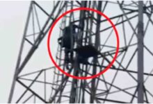 औरैया मोबाइल टावर ड्रामा, साली से शादी की जिद, औरैया ताजा खबर, मोबाइल टावर पर चढ़ा युवक, यूपी अजीब खबर, शोले स्टाइल ड्रामा, Auraiya News Hindi, UP Breaking News, Love Affair News, Police Rescue News