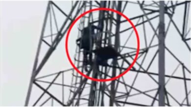 औरैया मोबाइल टावर ड्रामा, साली से शादी की जिद, औरैया ताजा खबर, मोबाइल टावर पर चढ़ा युवक, यूपी अजीब खबर, शोले स्टाइल ड्रामा, Auraiya News Hindi, UP Breaking News, Love Affair News, Police Rescue News