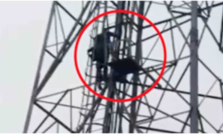 औरैया मोबाइल टावर ड्रामा, साली से शादी की जिद, औरैया ताजा खबर, मोबाइल टावर पर चढ़ा युवक, यूपी अजीब खबर, शोले स्टाइल ड्रामा, Auraiya News Hindi, UP Breaking News, Love Affair News, Police Rescue News