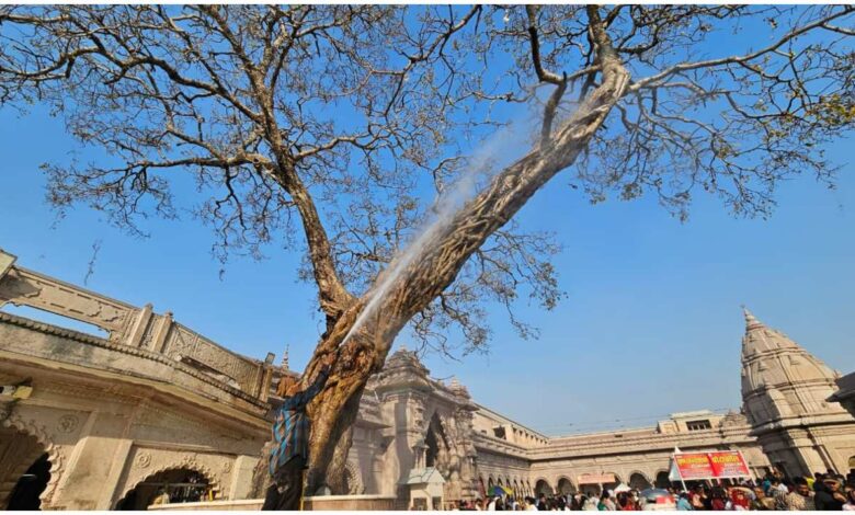 काशी विश्वनाथ पीपल वृक्ष, Kashi Vishwanath Temple Tree Conservation, वाराणसी पीपल वृक्ष संरक्षण